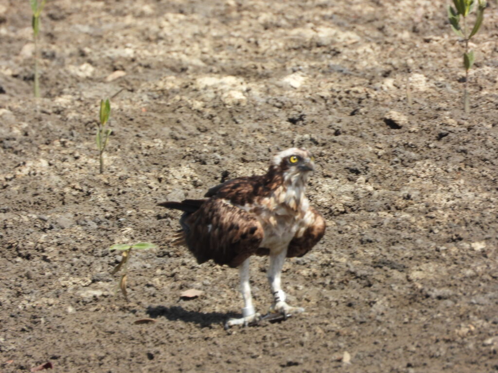 Osprey
