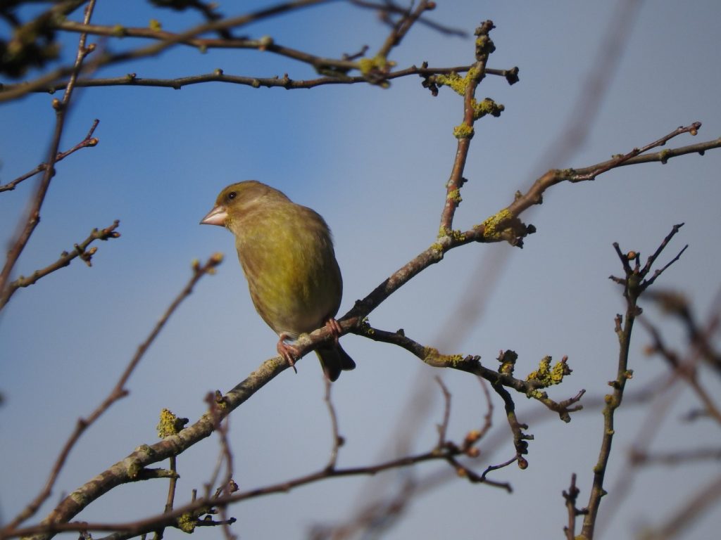 Greenfinch
