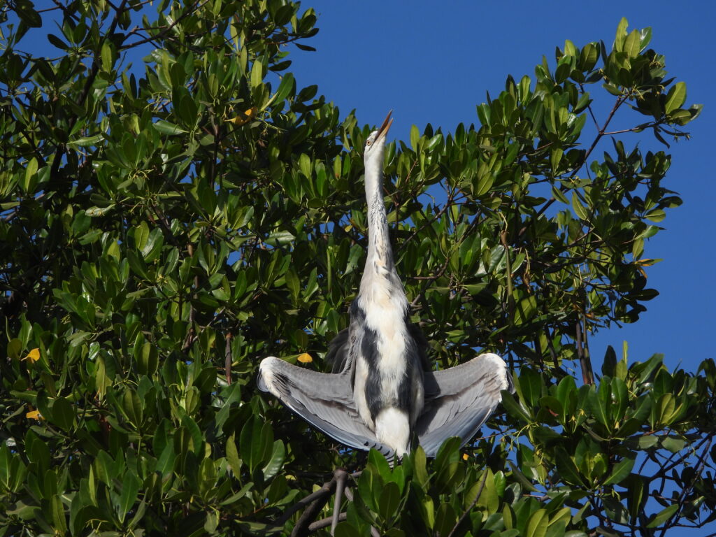 Grey Heron