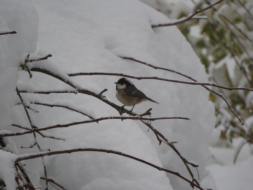 Coal Tit