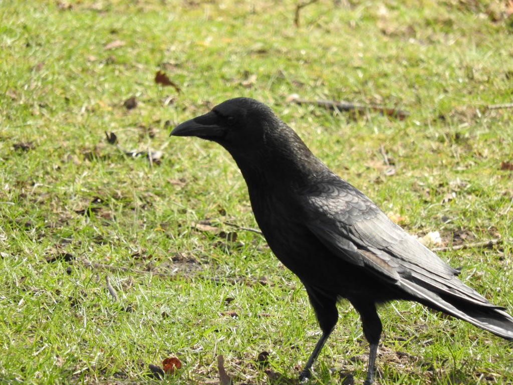 Carrion Crow