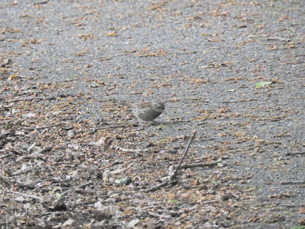 Dunnock