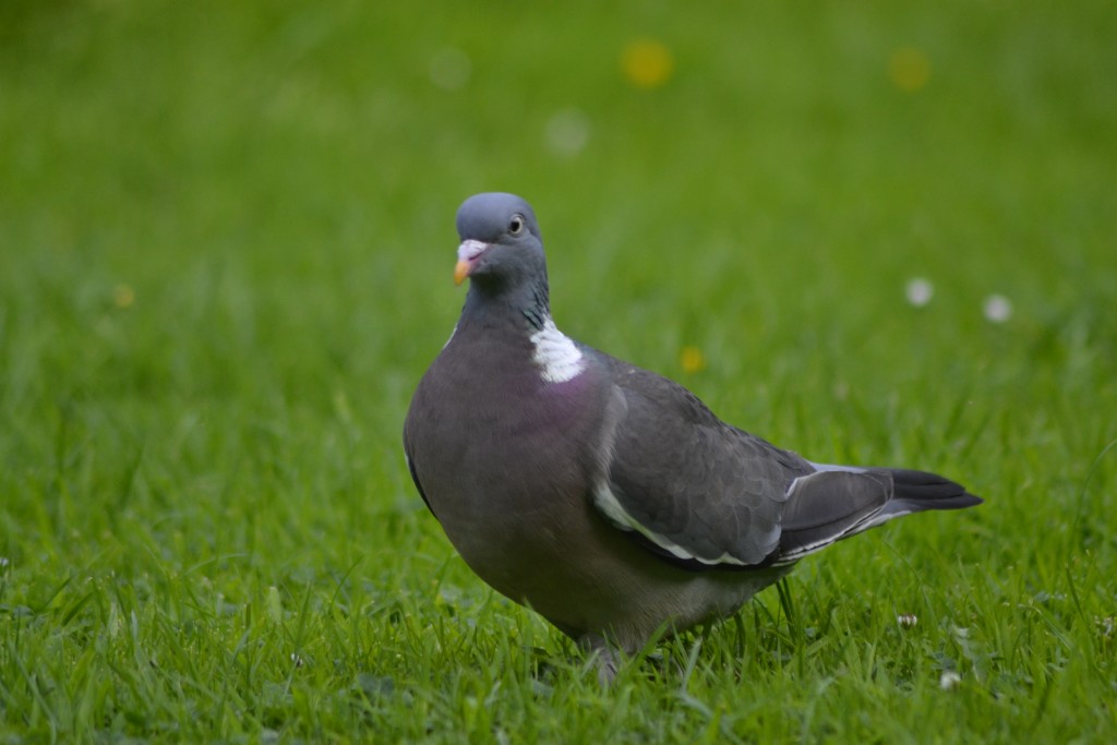 Wood Pigeon