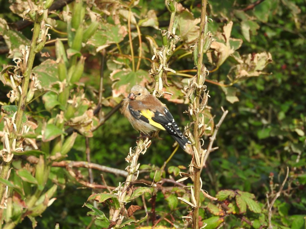 Goldfinch