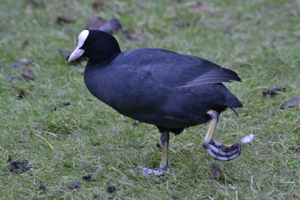 Coot
