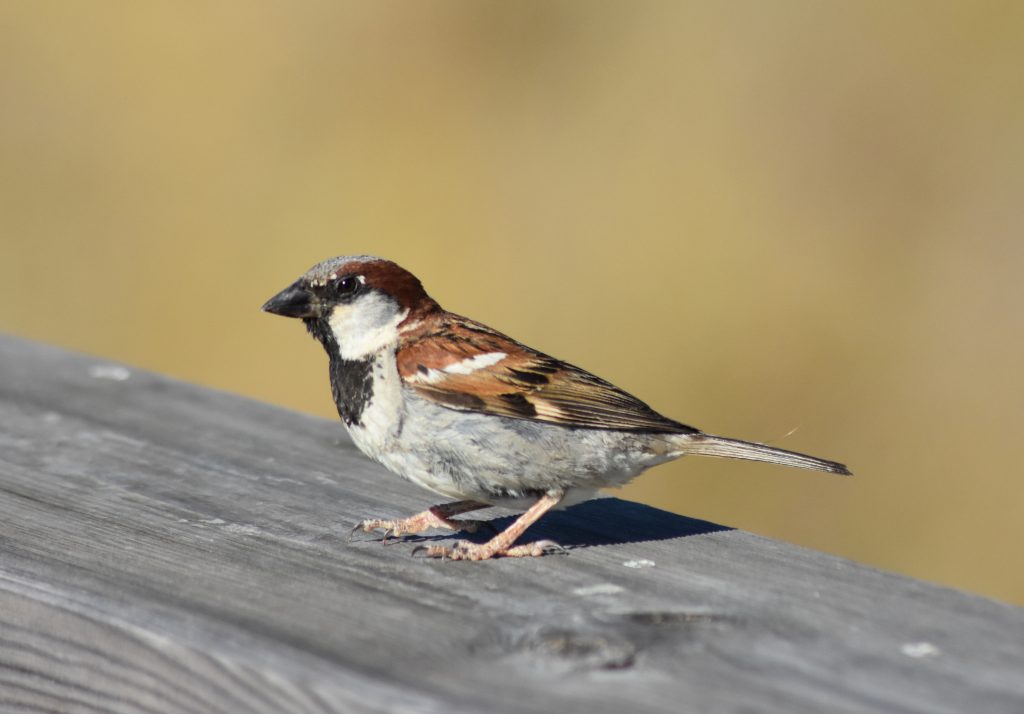 House Sparrow