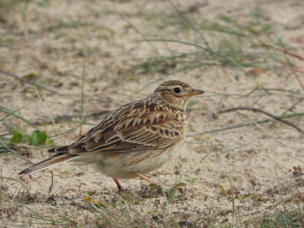 Skylark