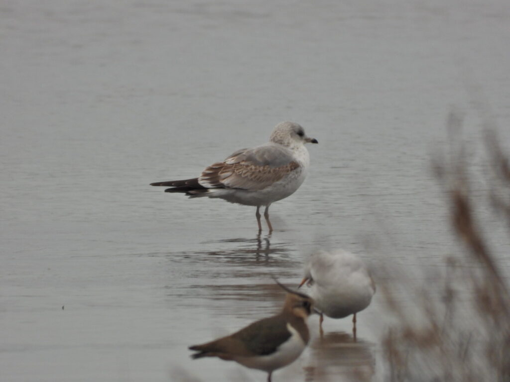 Common Gull