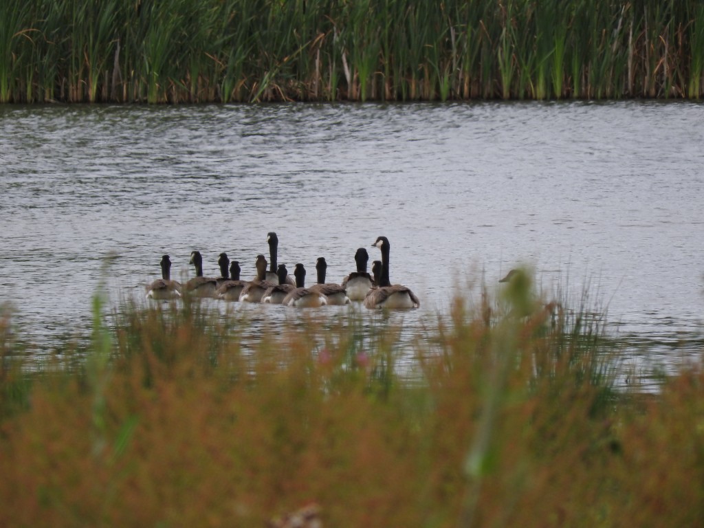 Canada Goose