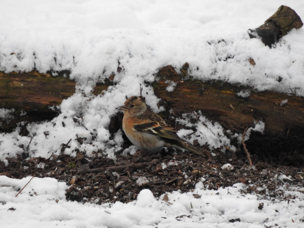 Brambling