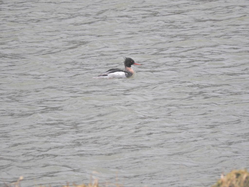 Red Breasted Merganser