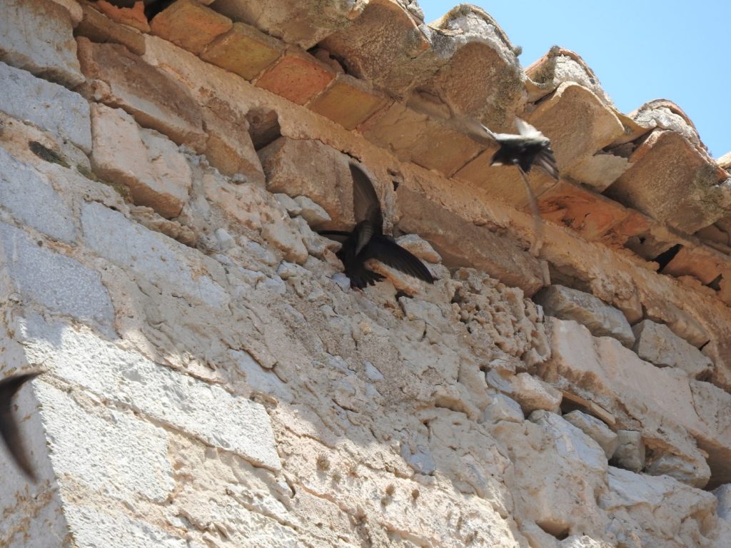 Common Swift