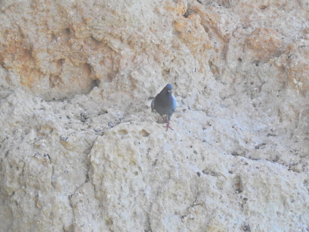 Rock Dove