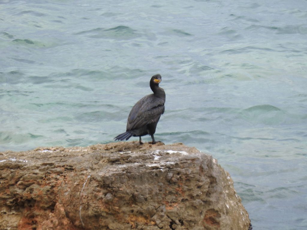 Shag