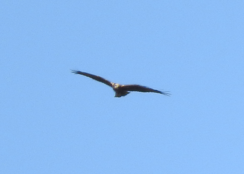 Marsh Harrier