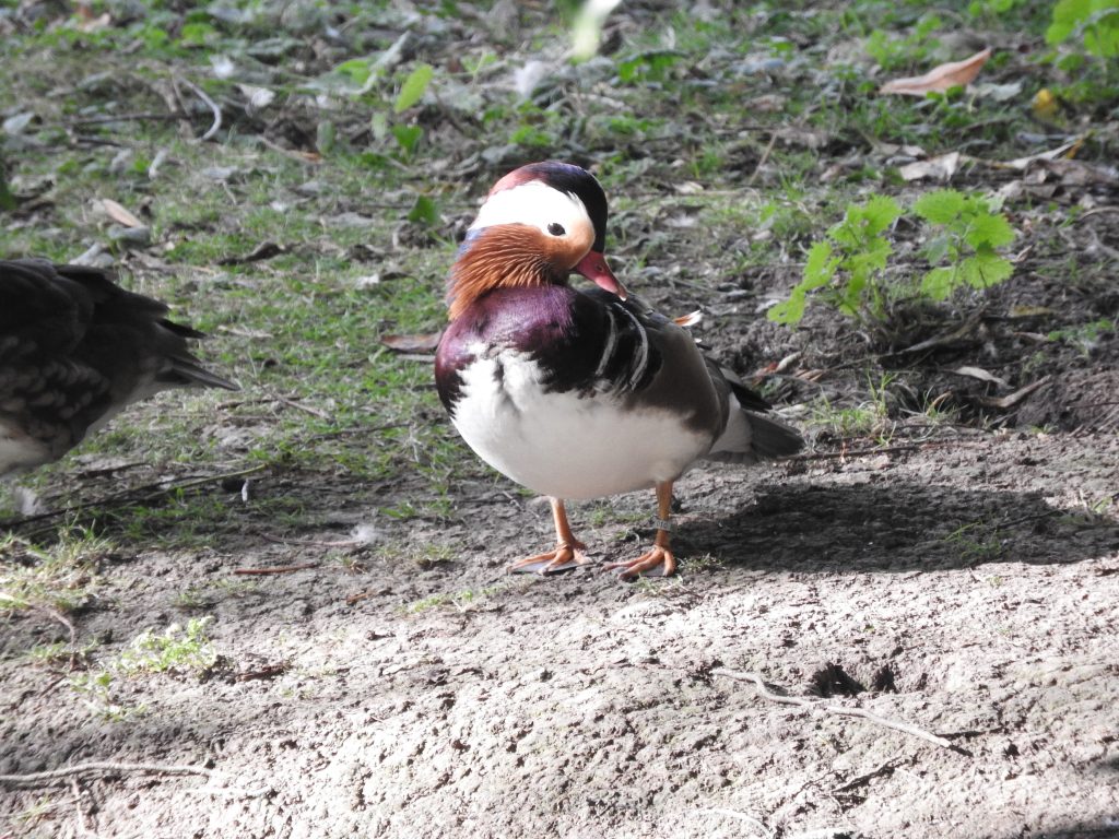 Mandarin Duck