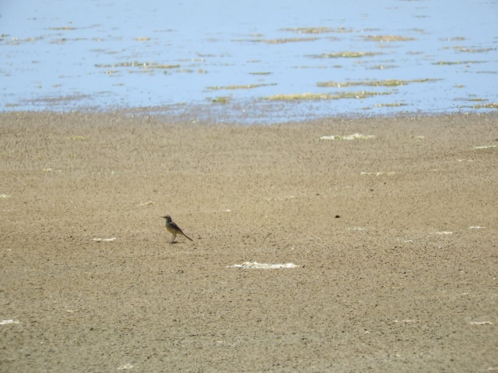 Yellow Wagtail