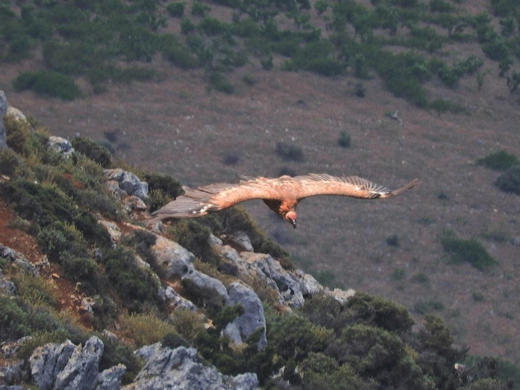 Griffon Vulture