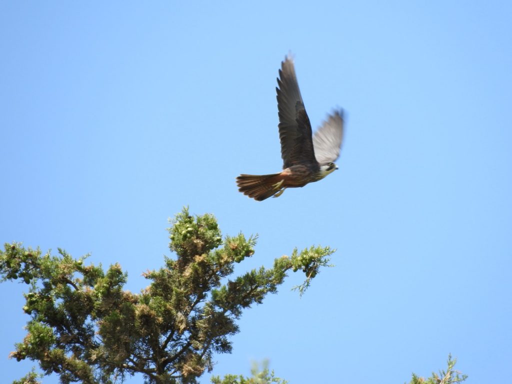 Eleanora’s Falcon