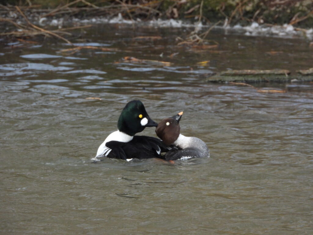 Common Goldeneye