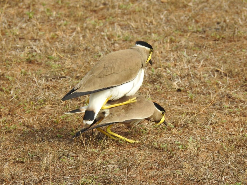 Yellow-wattled Lapwing