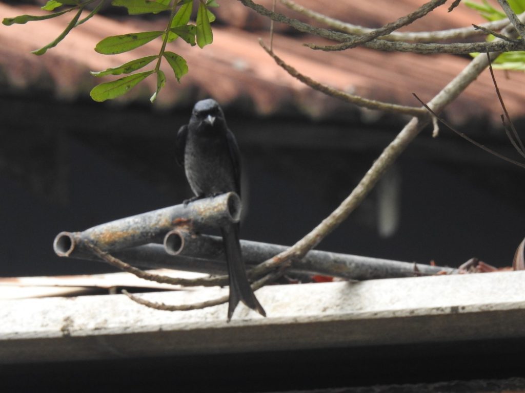 Black Drongo