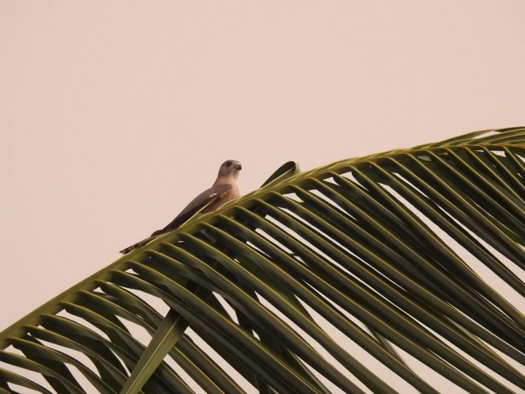 Shikra