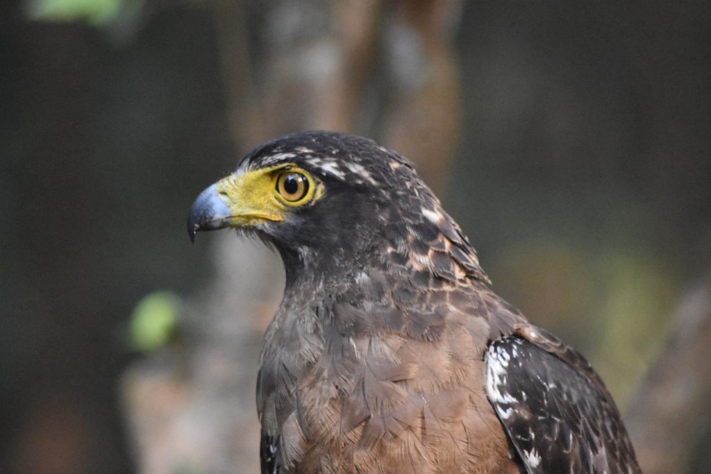Crested Serpent Eagle