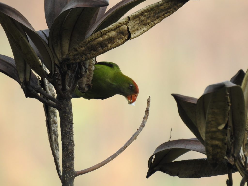 Ceylon Lorikeet