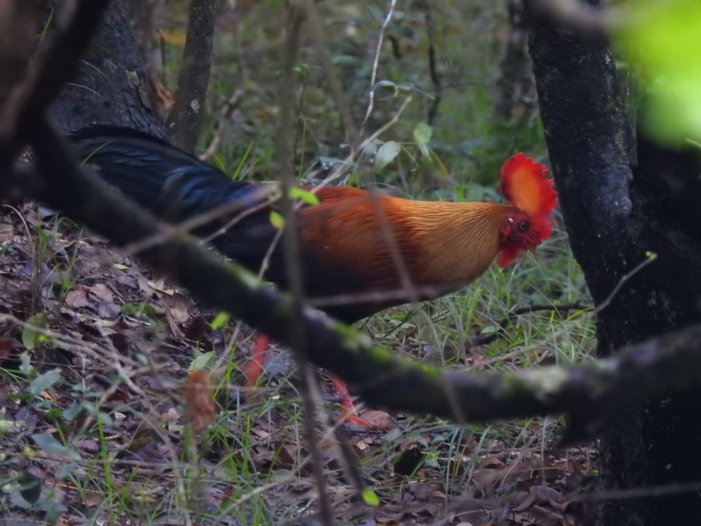 Ceylon Jungle Fowl