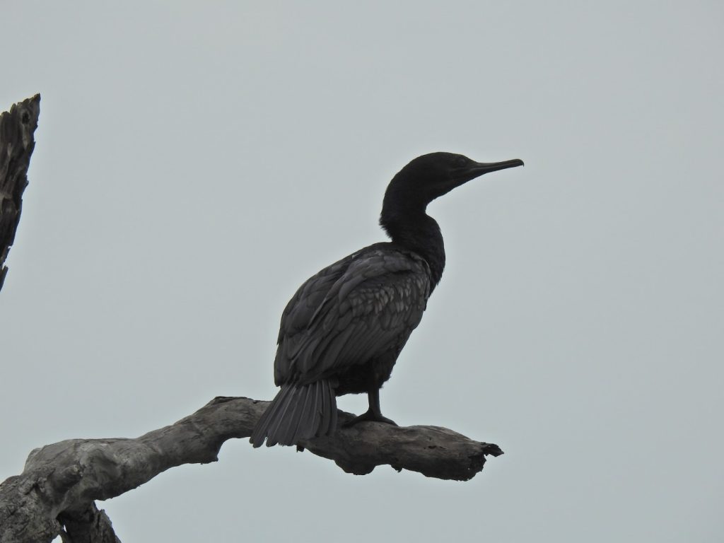 Indian Cormorant