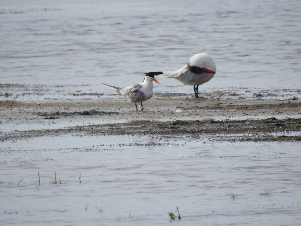 Lesser Crested Tern