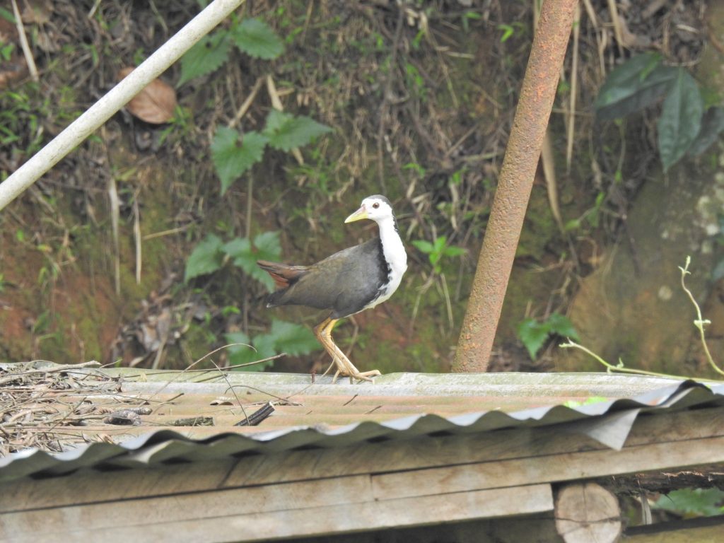 White-breasted Water Hen