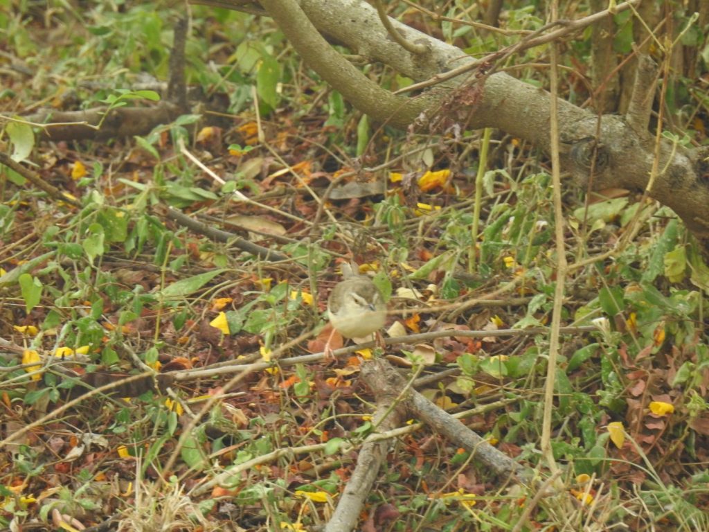 Plain Prinia