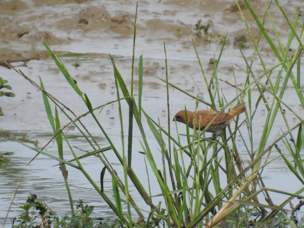 Spotted Munia