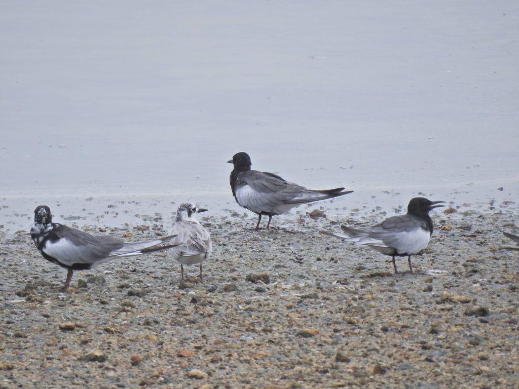 White-winged Black Tern