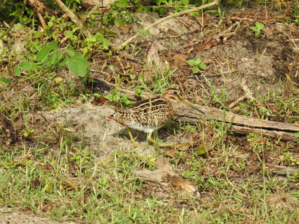 Pintail Snipe
