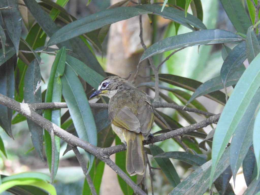 White-browed Bulbul