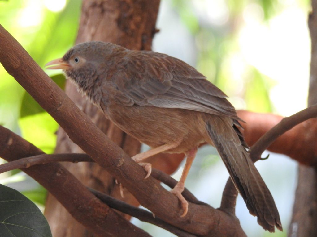 Yellow-billed Babbler