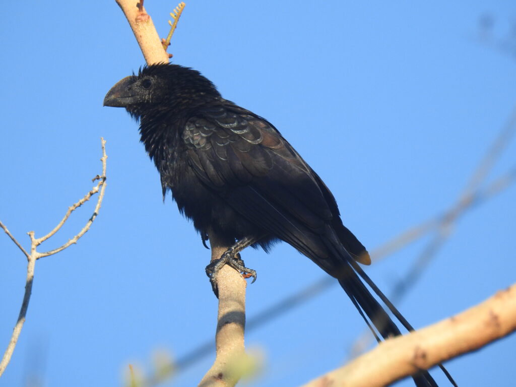 Smooth-billed Ani