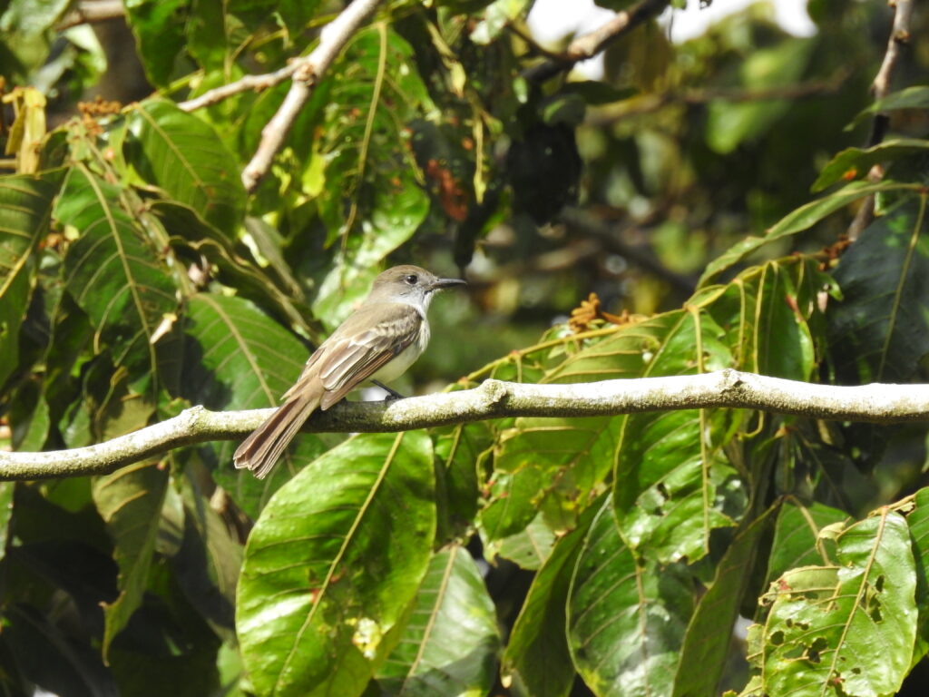 La Sagra’s Flycatcher