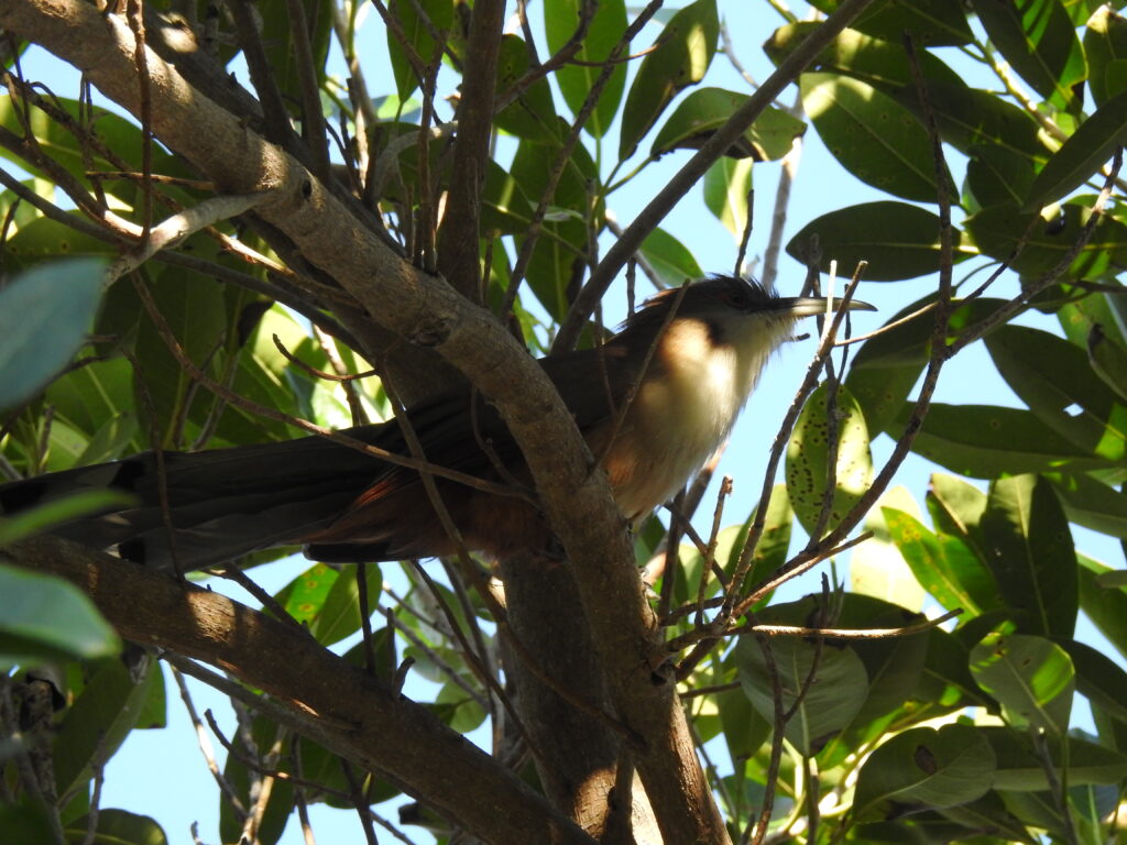 Great Lizard-Cuckoo