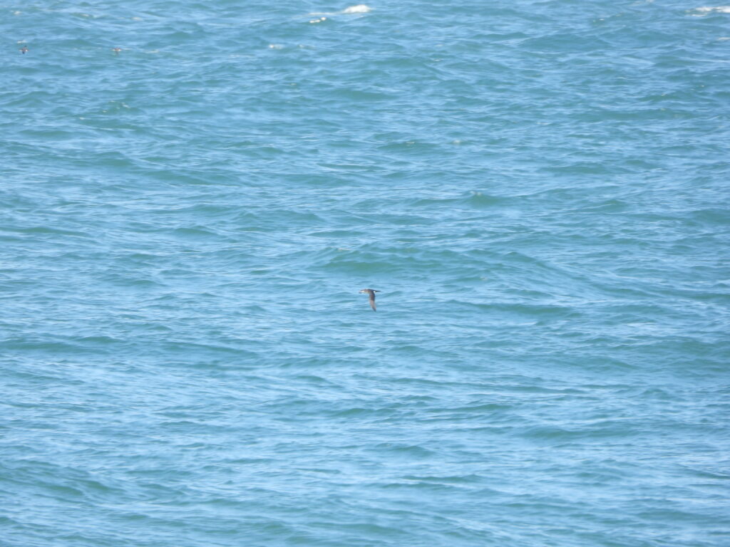 Manx Shearwater