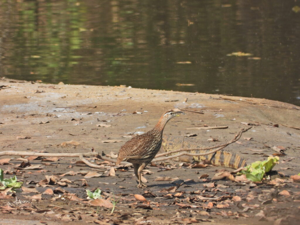 Double-spurred Francolin