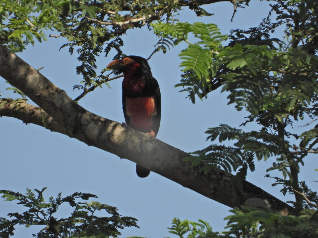 Bearded Barbet