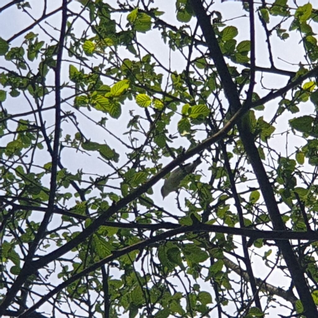 Garden Warbler