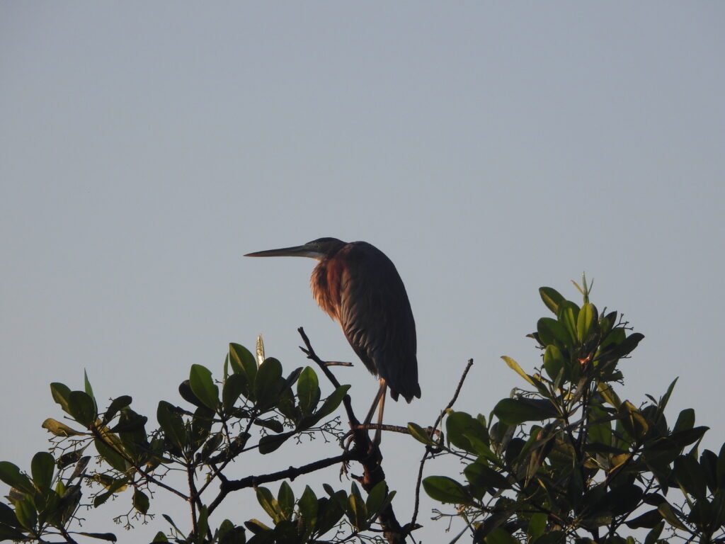 Goliath Heron