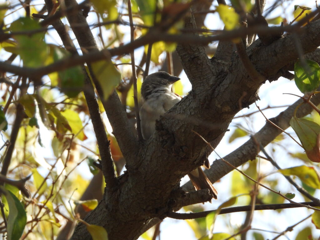 Northern Gray-headed Sparrow