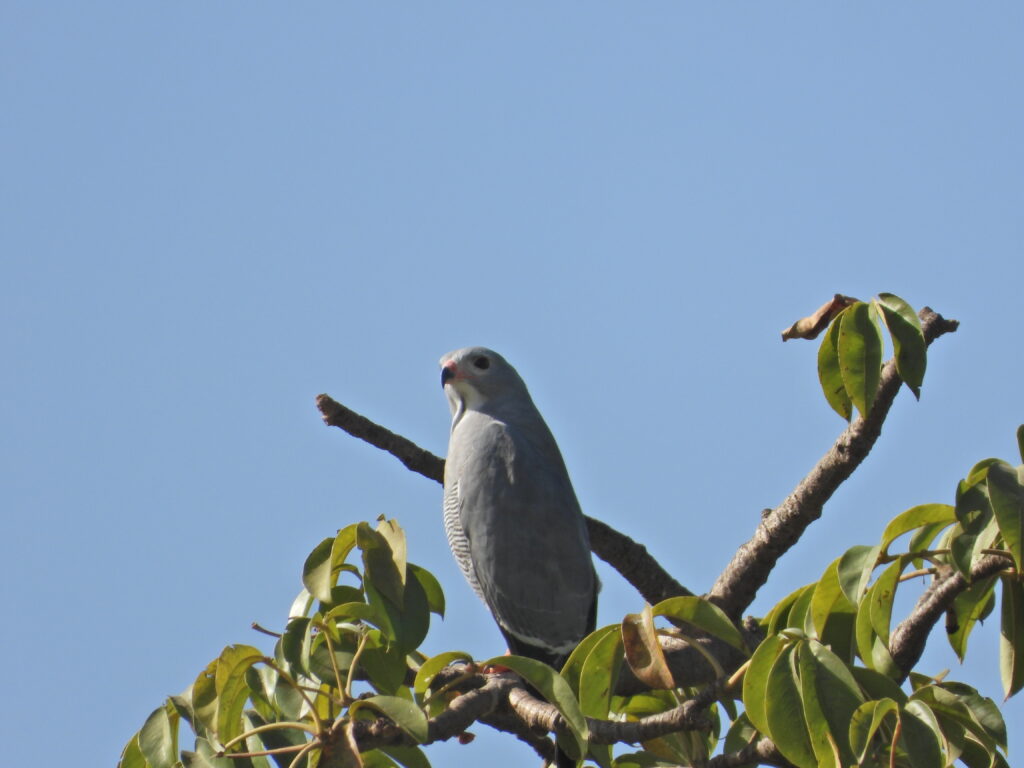 Lizard Buzzard