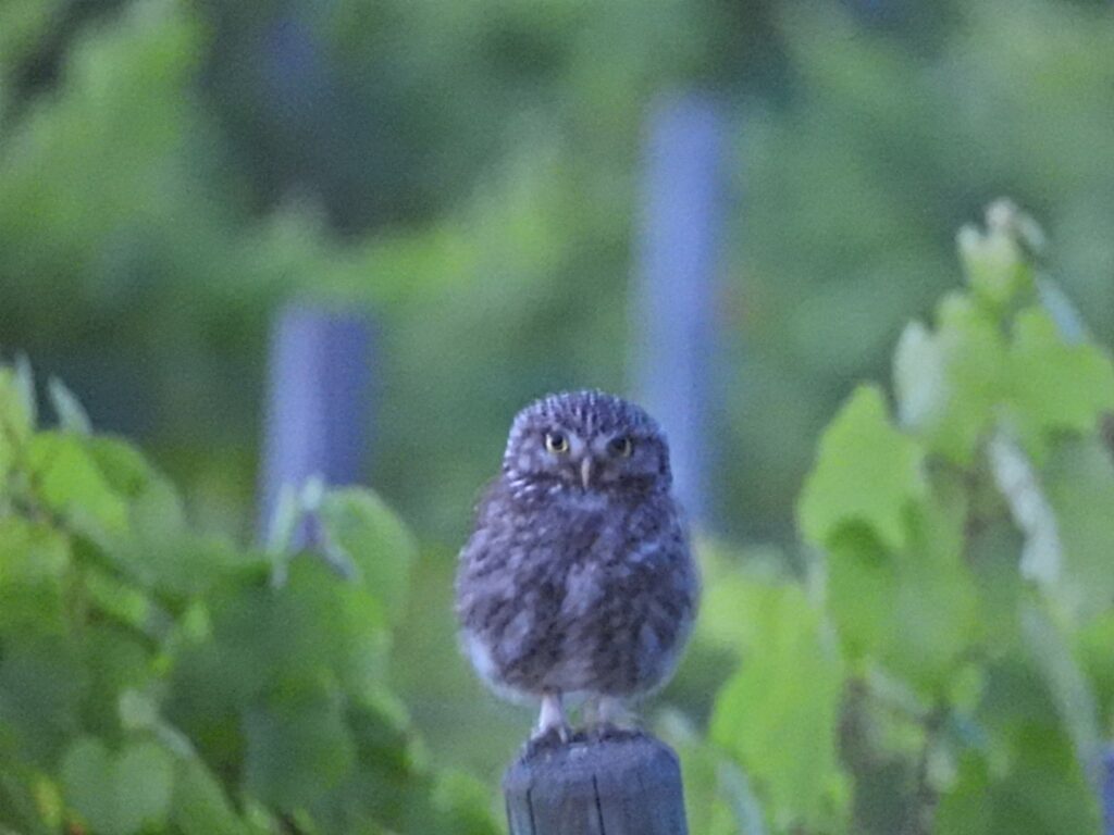 Little Owl